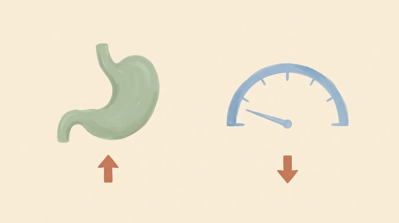 Simple diagram showing hunger signals rising and energy use falling after weight loss
